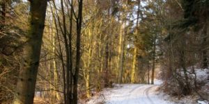Ugens naturbilleder nr. 295.