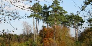 Ugens naturbilleder nr. 181