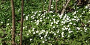 Ugens natur billeder.