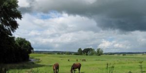 Ugens naturbilleder nr. 268.