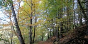 Ugens naturbilleder nr. 232.
