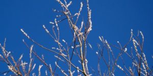 Ugens natur billeder