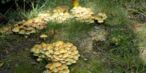 Ugens naturbilleder nr. 173