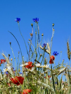 UGENS NATURBILLEDER nr. 130