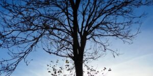 UGENS NATURBILLEDER nr. 150